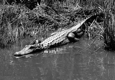 Waveland Alligator