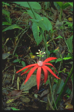 Passion Flower