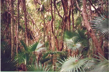island trees