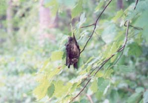 bat by gallatin river