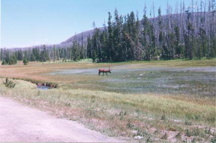 elk in yellowstone