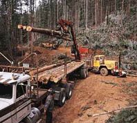 loggers