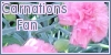 Carnations