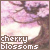 Cherry Blossoms