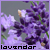 Lavender