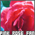 Pink Roses