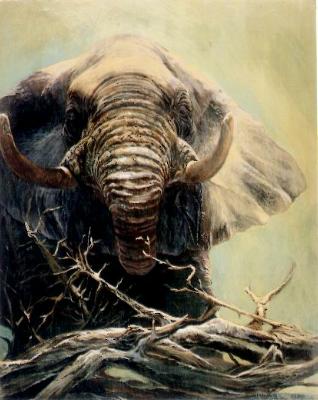 elephant