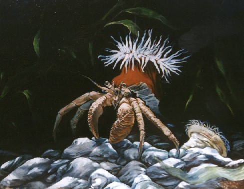 hermit crab