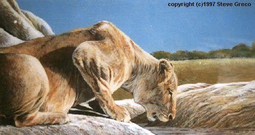 lioness