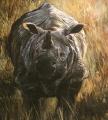 Rhino