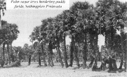 Palm sugar trees bordering paddy fields