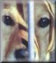 El pat�tico abandono de animales