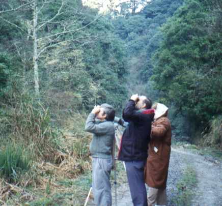 Though the birds in a forest may be more difficult to locate, they certainly have the most beautiful songs and the most colorful plumage.