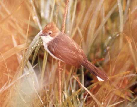 Chestnut-crested Yuhinas prey on moths by street lamps.