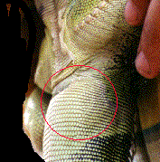Hemipenal Bulge (Photo by C. Rigby)