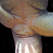 Female Pores (Photo by C. Rigby)