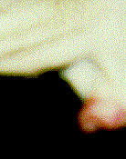 Hemipenis (Photo by C. Rigby.)