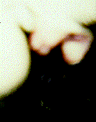 Hemipenis (Photo by C. Rigby)