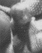 Adapted Vosjoli image.