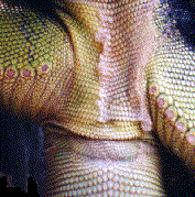 Male Pores (Photo by C. Rigby)