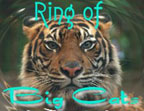 tiger graphic