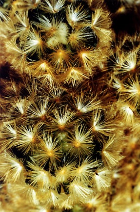 Mammillaria carmenae