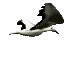 seagul