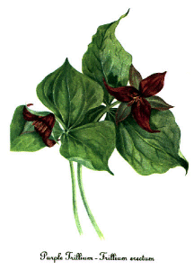 trillium