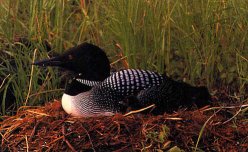 loon