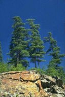 Pine