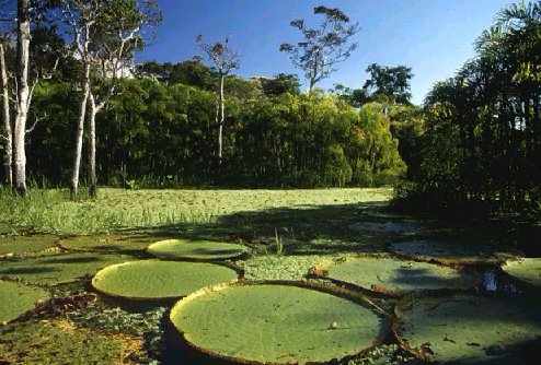 Rain Forest