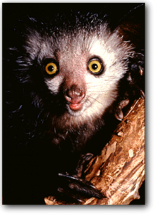 Aye-Aye