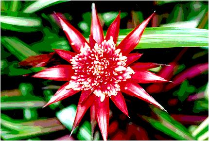 Bromelaid