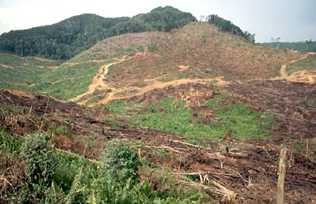 Clear Cut Rain Forest