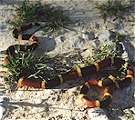 Coral Snake