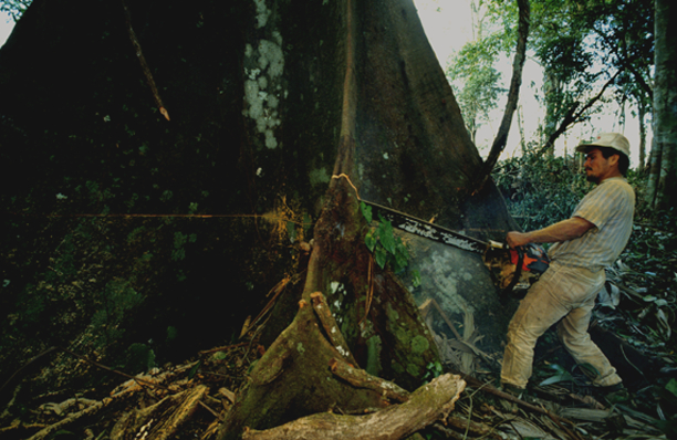 Logger cutting down a tree in rain forest