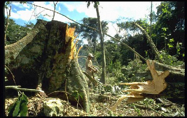 Cut tree in rain forest