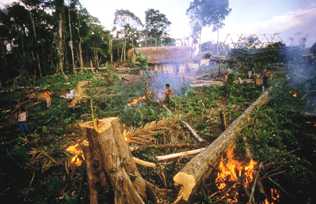 Deforestation