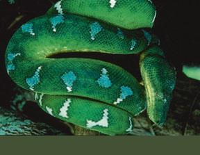 Emerald Tail Boa