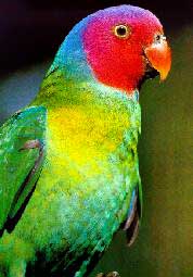 Parrot