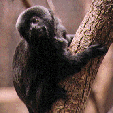 Goeldii Marmoset
