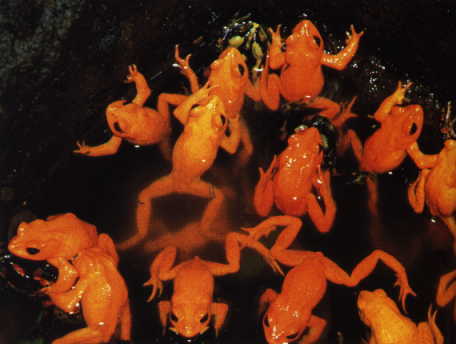 Golden Toad