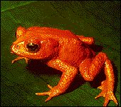 Golden Toad