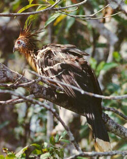Hoatzin