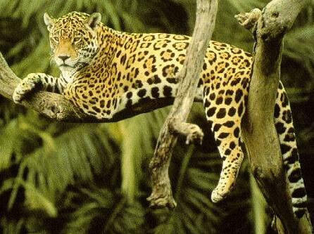 Lounging Jaguar