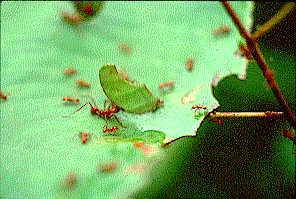 Leaf Cutter Ants