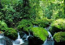 Rain Forest River