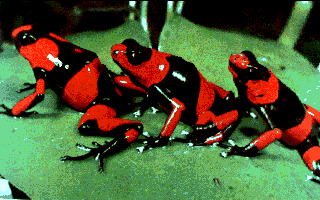 Poison Arrow Frogs