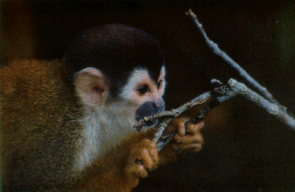 Monkey