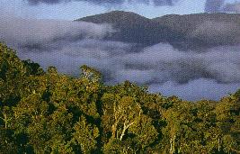Canopy Layer